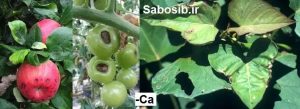 علائم کمبود کلسیم در گیاه