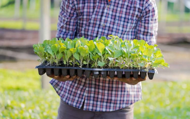 بیماری آلترناریای پسته (Alternaria Late Blight)؛ علائم، عوامل ایجادکننده و روش‌های کنترل