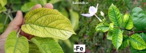 علائم کمبود آهن در گیاه